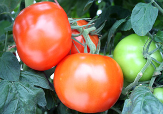 Beefstock tomatoes