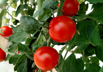 Cherry Tomatoes