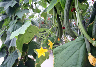 Cucumbers